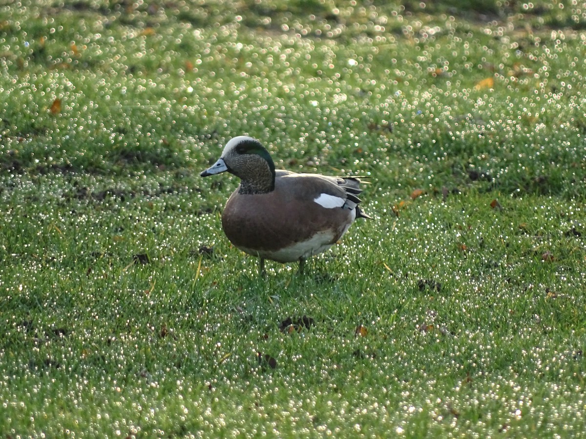 hvízdák americký - ML646878054