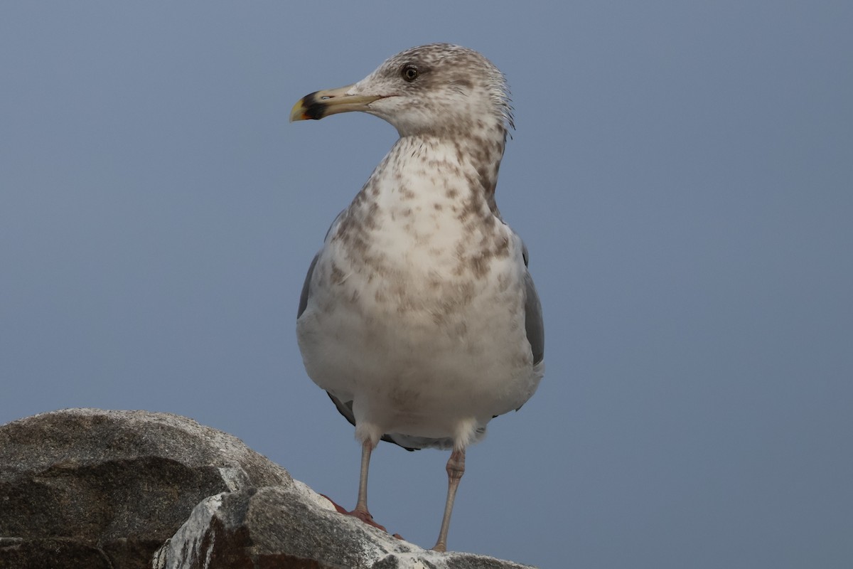 racek americký - ML646878055