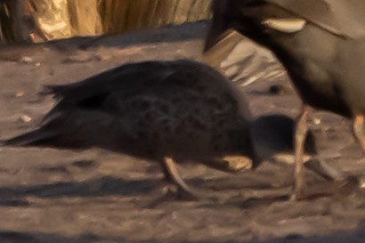 čírka bělohrdlá - ML646878059