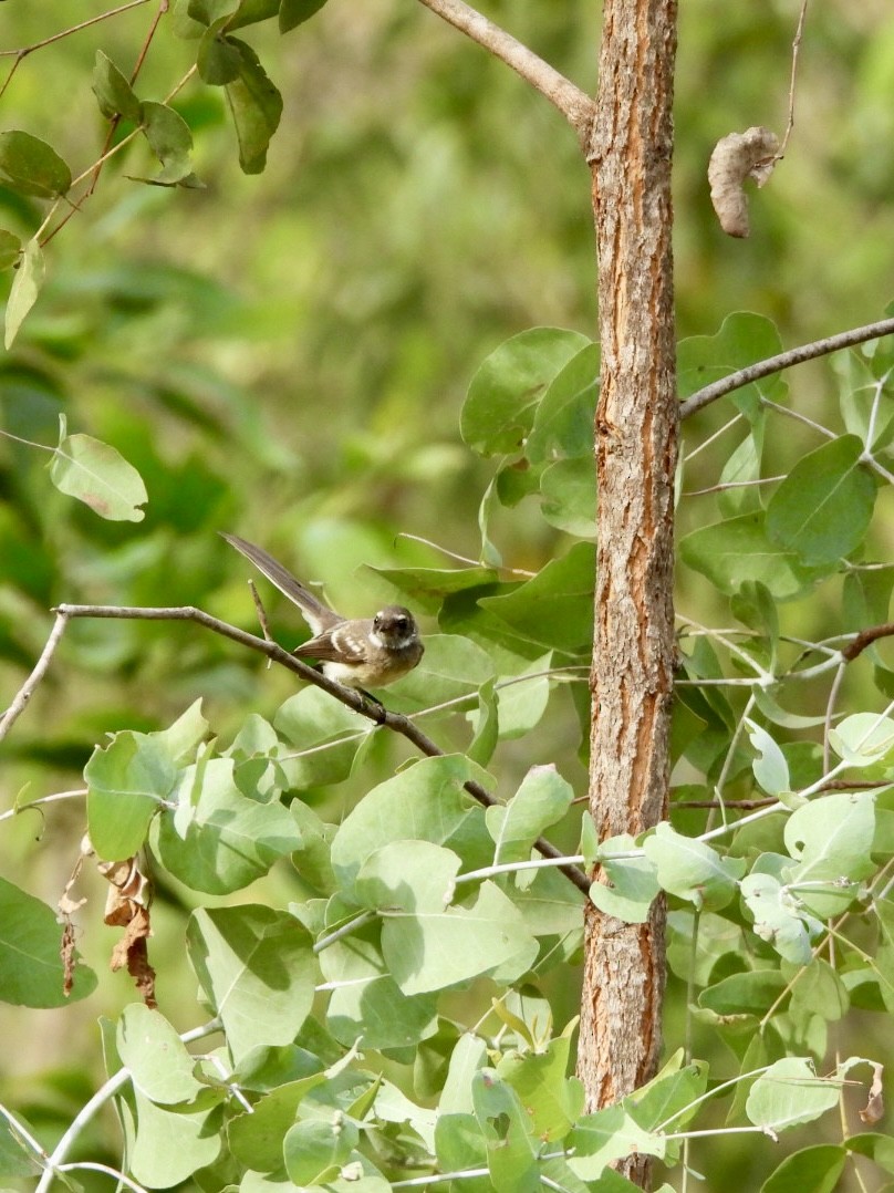 Gray Fantail - ML646878060