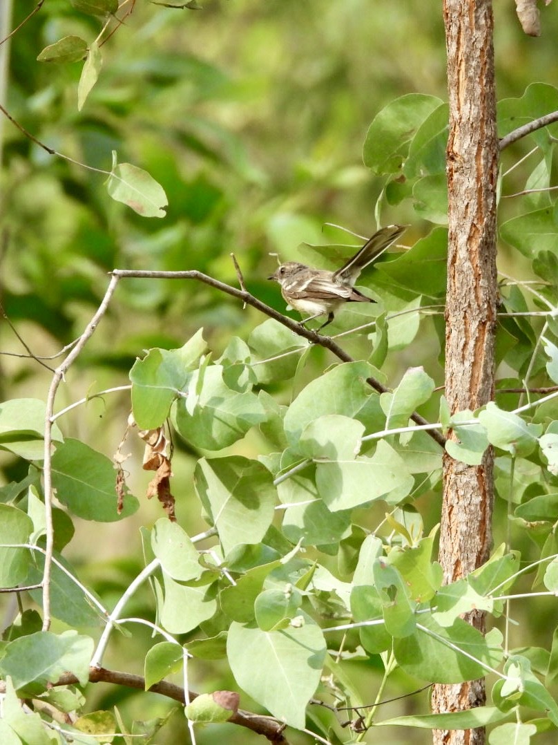 Gray Fantail - ML646878061