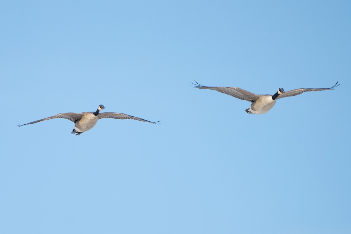 berneška velká - ML646878062