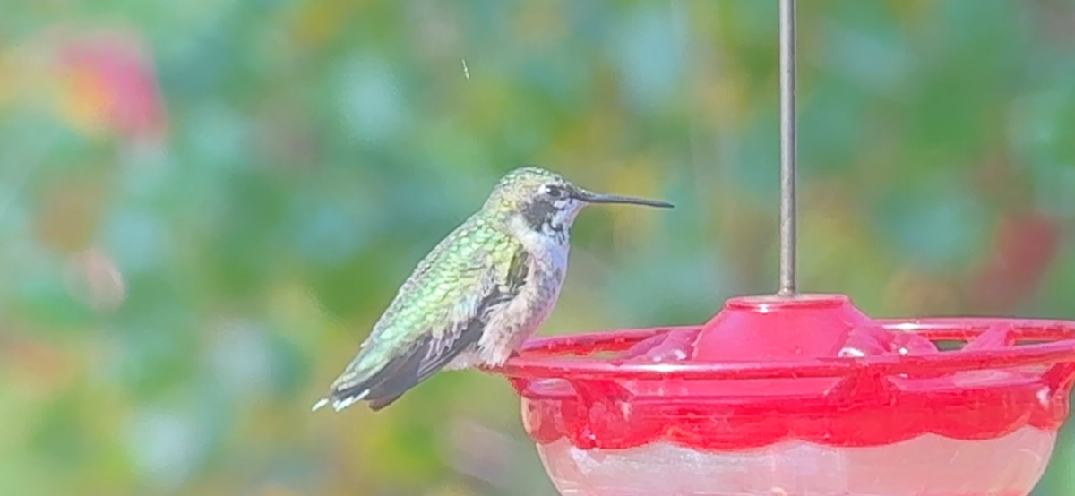 Ruby-throated Hummingbird - ML646878068