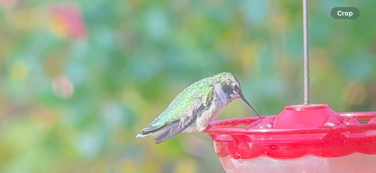 Ruby-throated Hummingbird - ML646878069