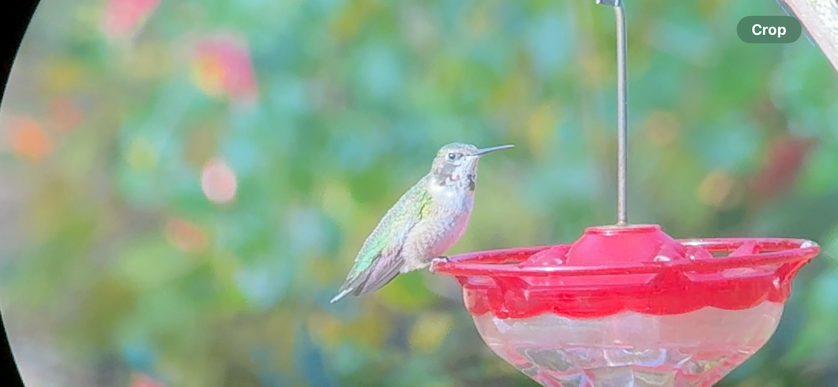 Ruby-throated Hummingbird - ML646878070