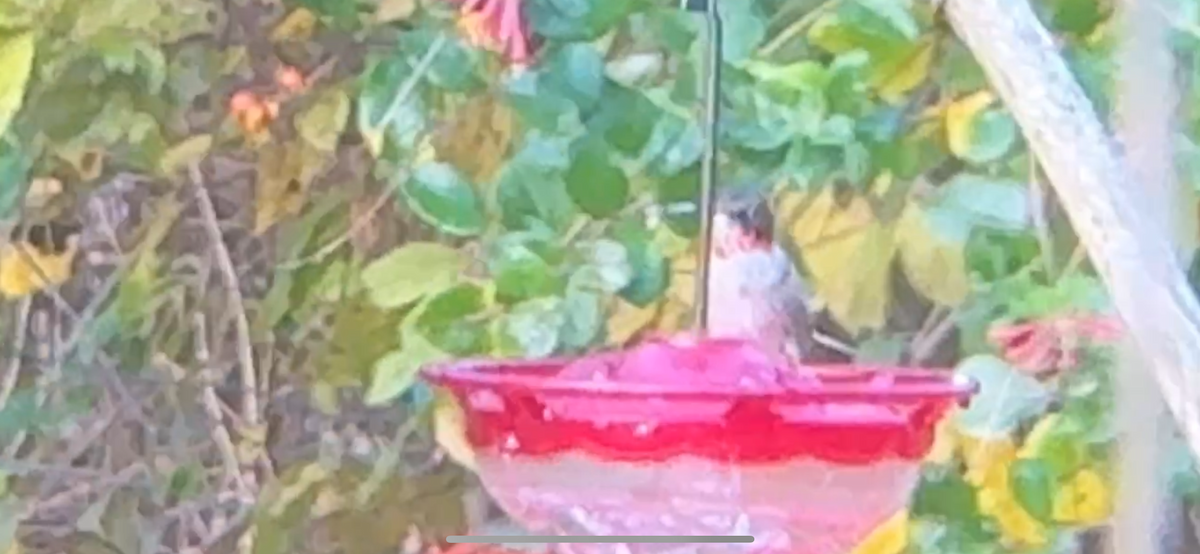 Ruby-throated Hummingbird - ML646878071