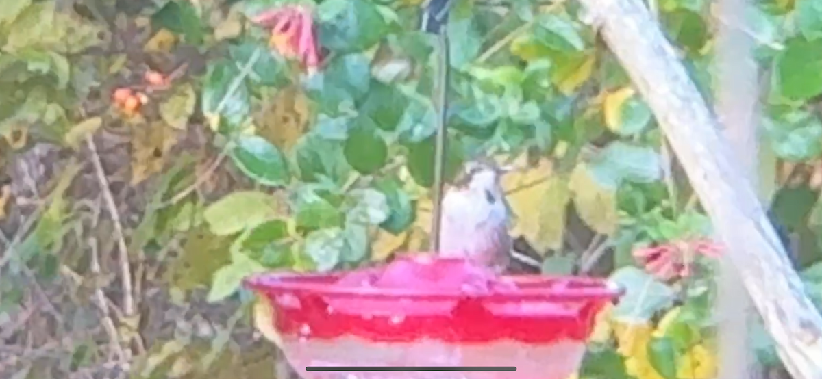 Ruby-throated Hummingbird - ML646878072