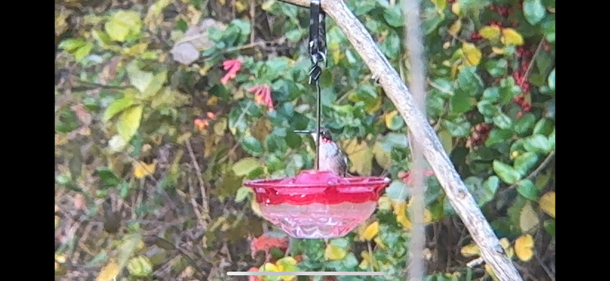 Ruby-throated Hummingbird - ML646878073