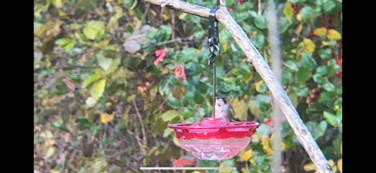 Ruby-throated Hummingbird - ML646878074