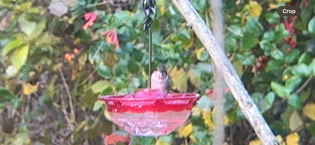 Ruby-throated Hummingbird - ML646878075