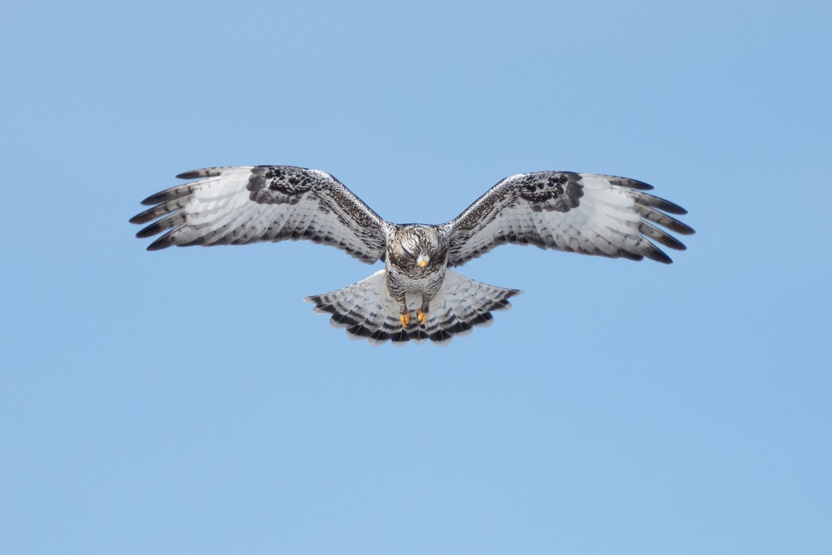 káně rousná - ML646878076