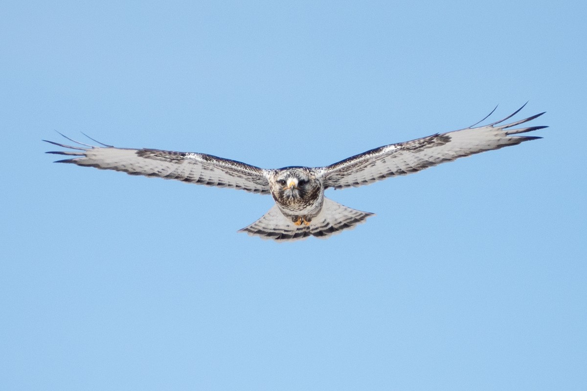 káně rousná - ML646878077