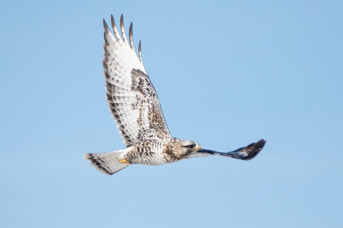 káně rousná - ML646878078