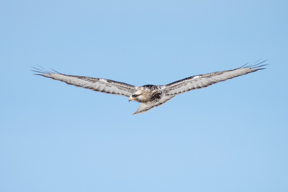 káně rousná - ML646878079