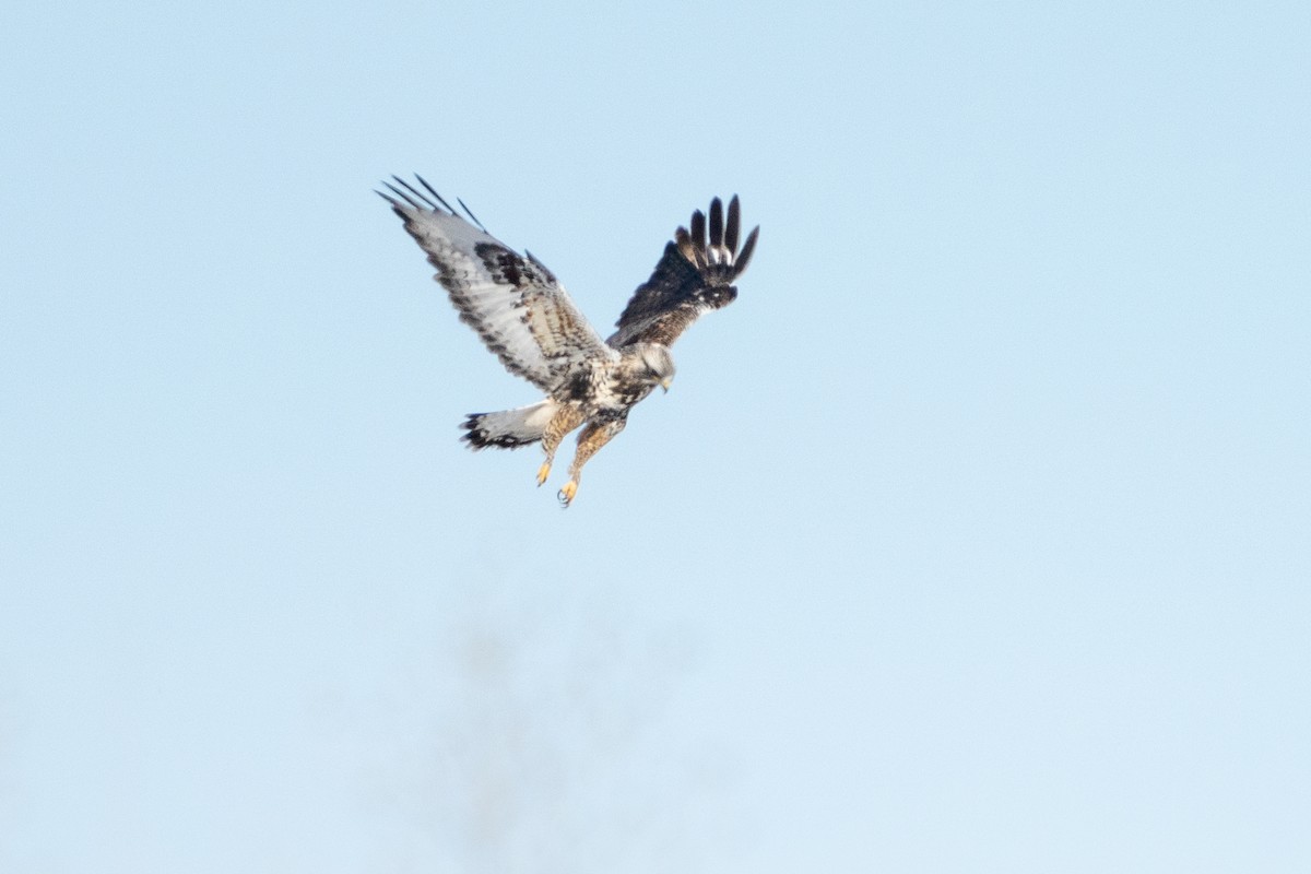 káně rousná - ML646878080