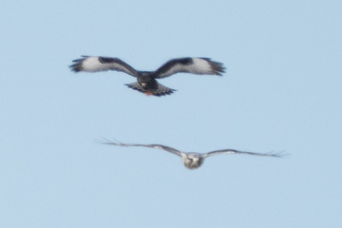 káně rousná - ML646878081