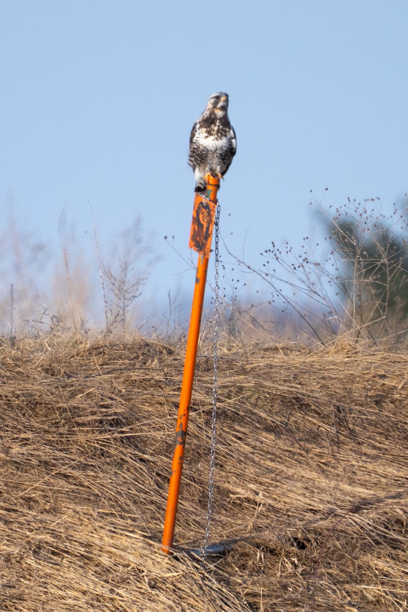 káně rousná - ML646878082