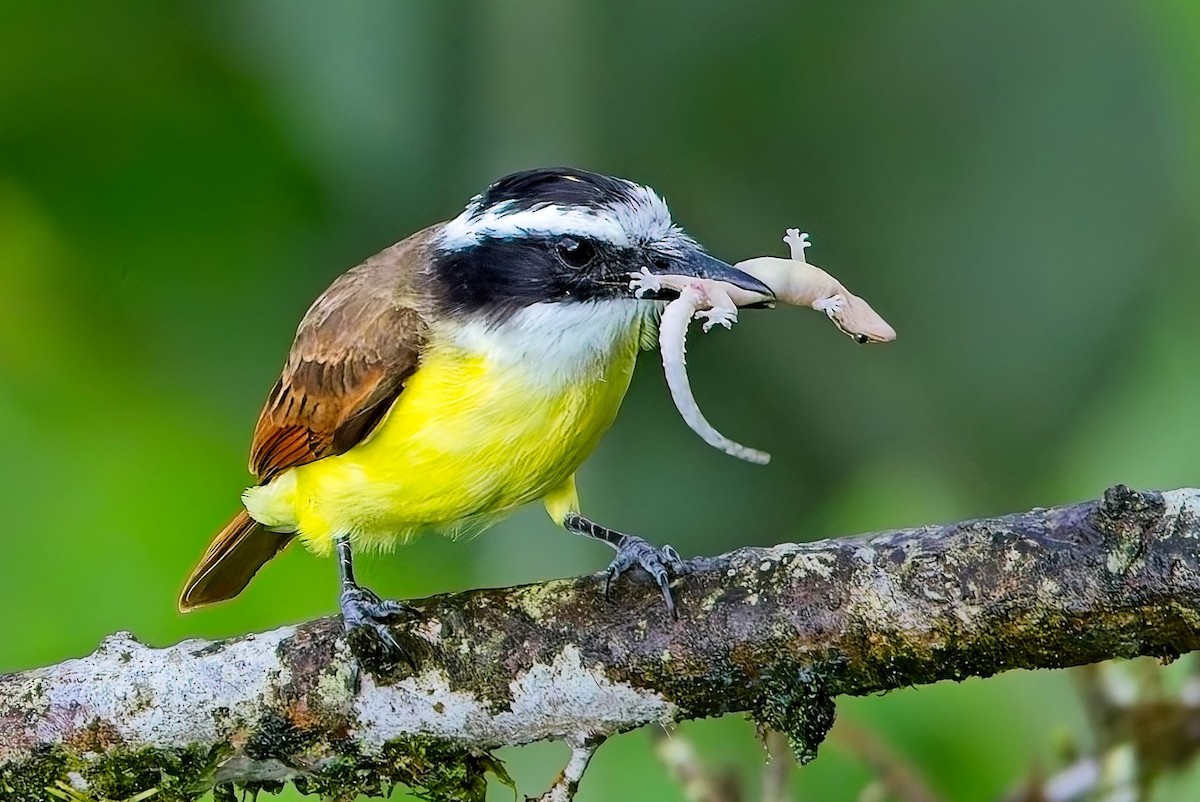Great Kiskadee - ML646878083