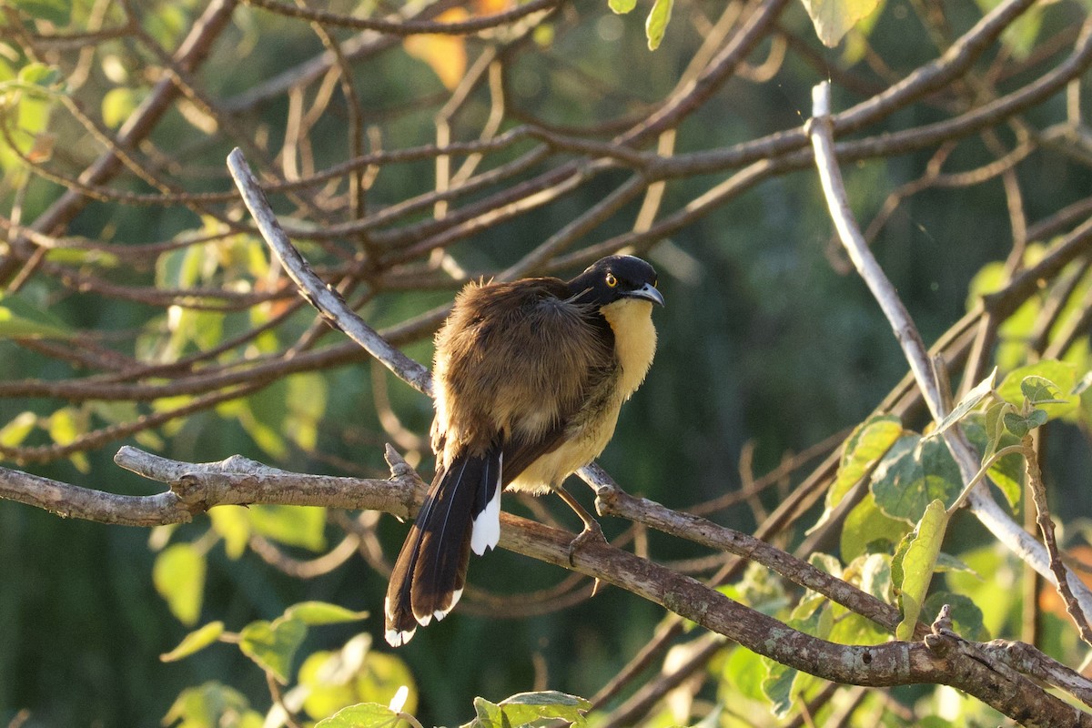 angu černohlavý - ML646878084