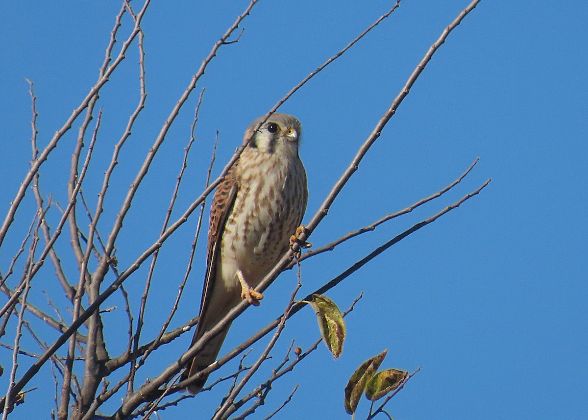 American Kestrel - ML646878087