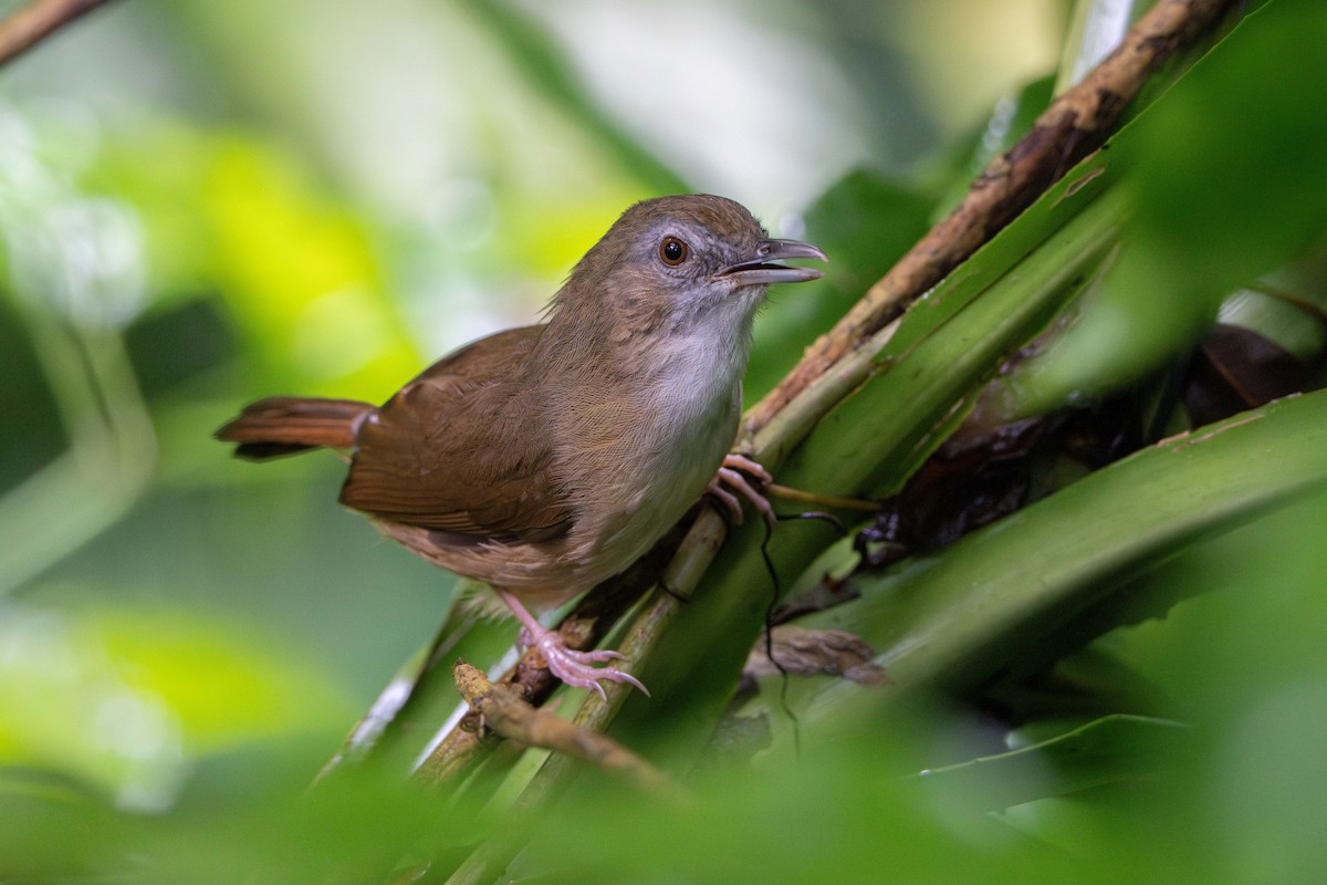 Краснохвостый шелкопёр - ML646878092