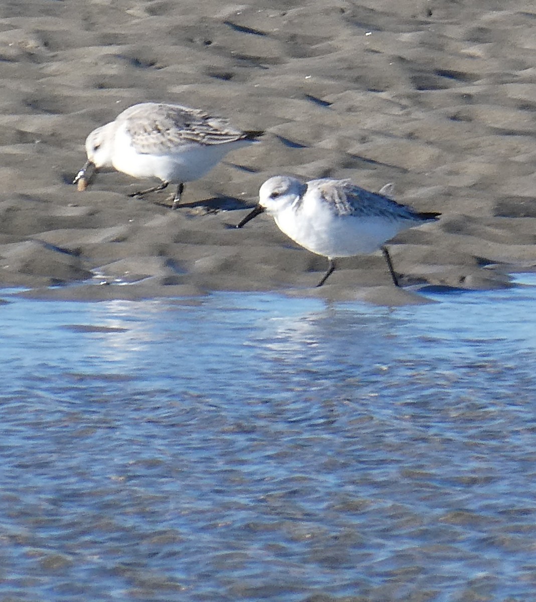 Sanderling - ML646878093