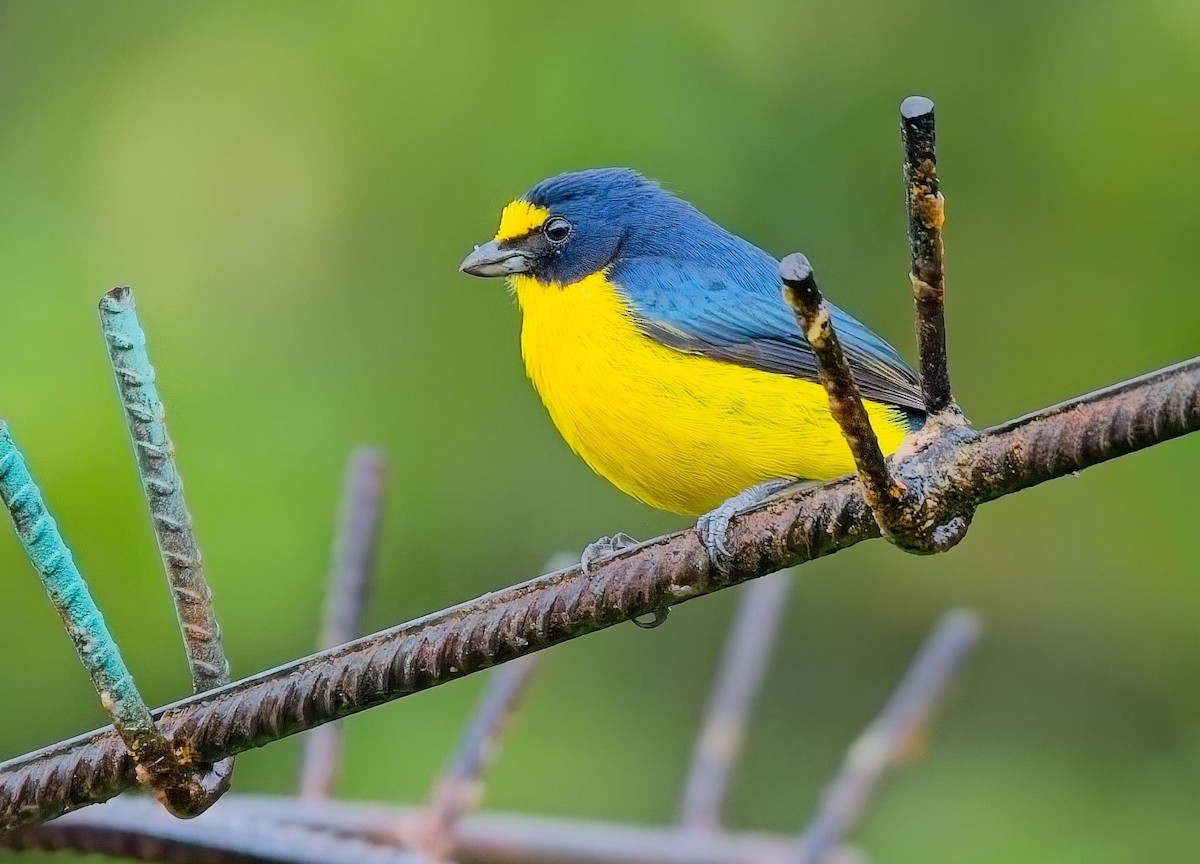 キノドスミレフウキンチョウ - ML646878094