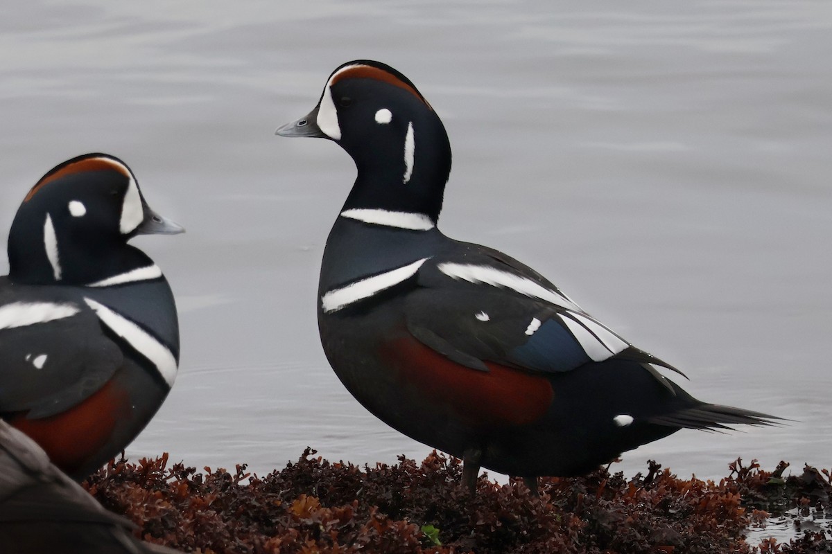 Palyaço Ördeği - ML646878095