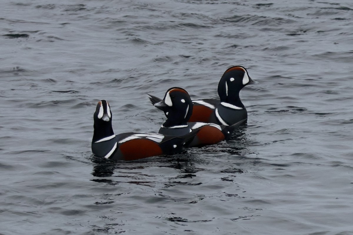 Palyaço Ördeği - ML646878097