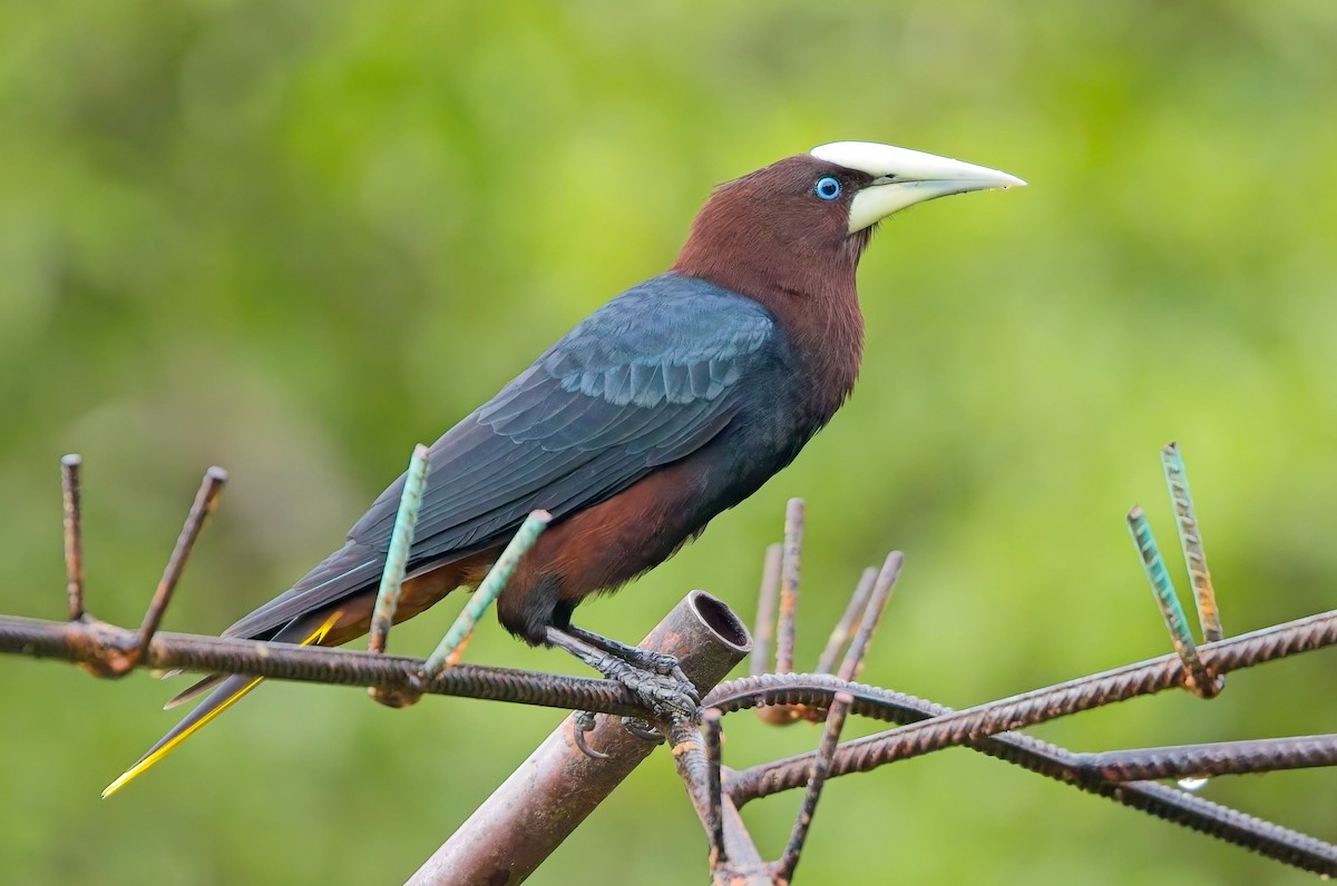Chestnut-headed Oropendola - ML646878100
