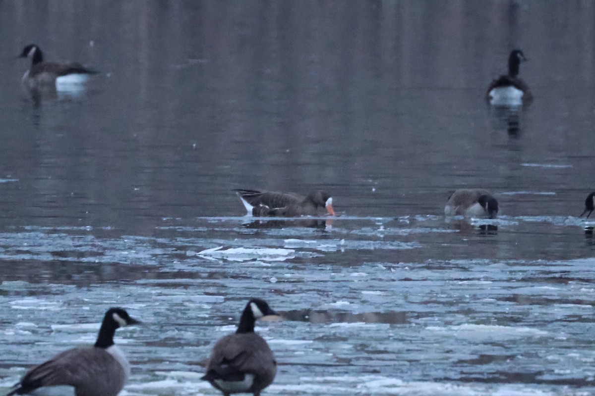 Манхин галуу - ML646878101