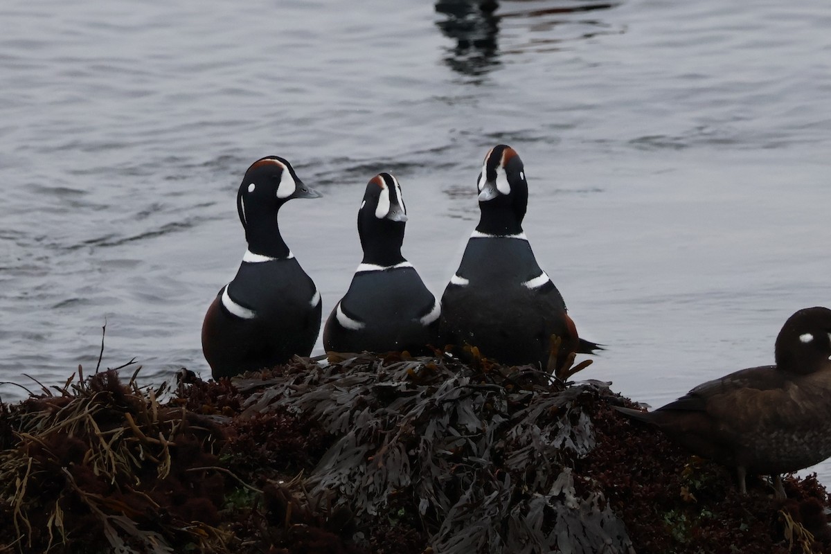 Palyaço Ördeği - ML646878106