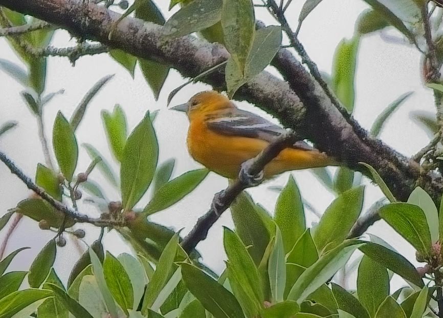 Балтиморский трупиал - ML646878107