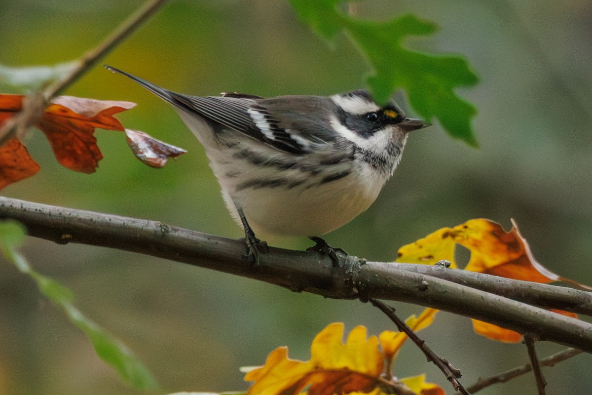 Black-throated Gray Warbler - ML646878108