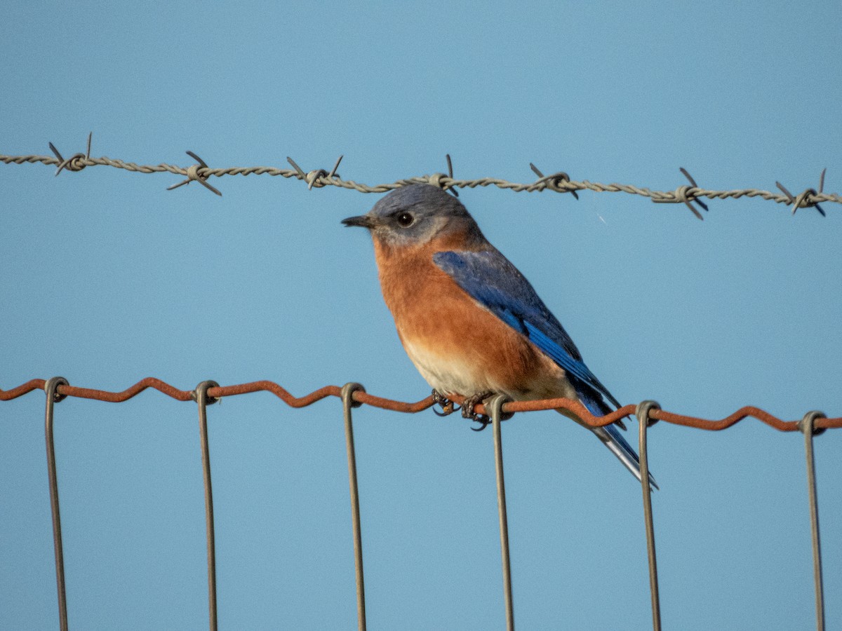 Eastern Bluebird - ML646878112