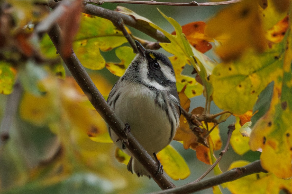 Black-throated Gray Warbler - ML646878114