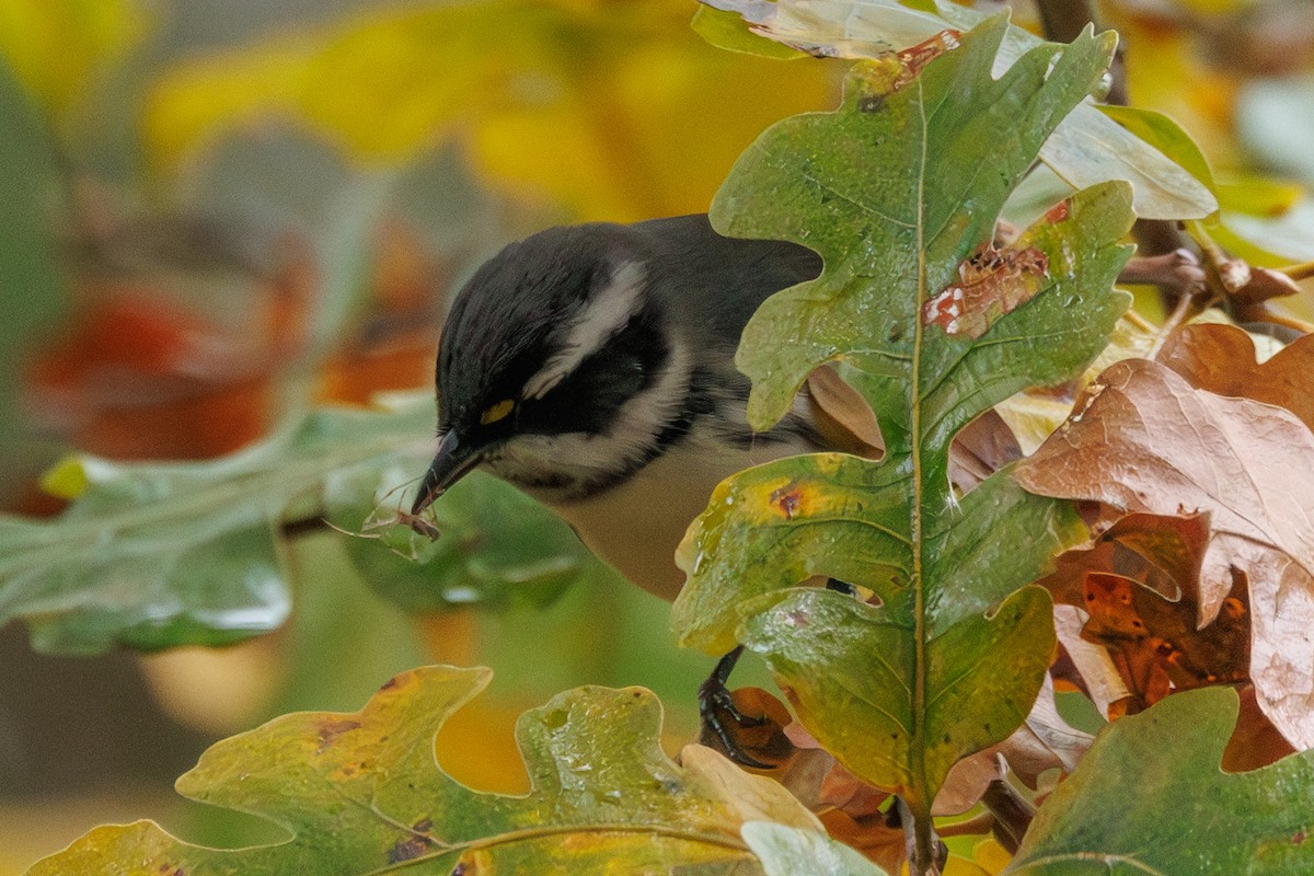 Black-throated Gray Warbler - ML646878119