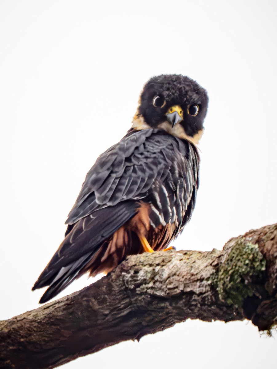 Bat Falcon - ML646878120