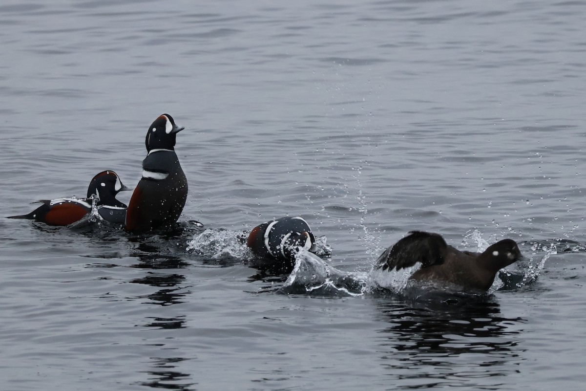 Palyaço Ördeği - ML646878122