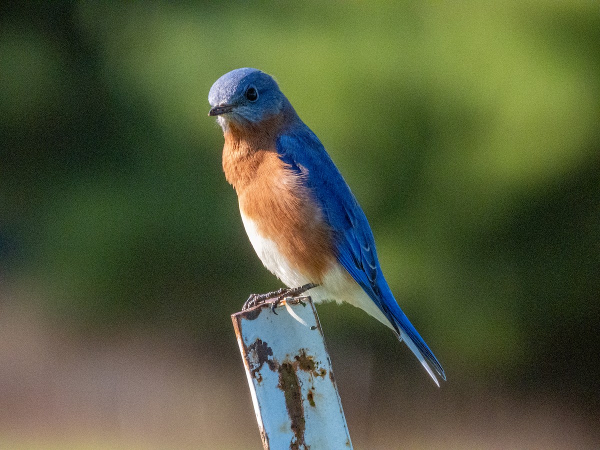 Rotkehl-Hüttensänger - ML646878124