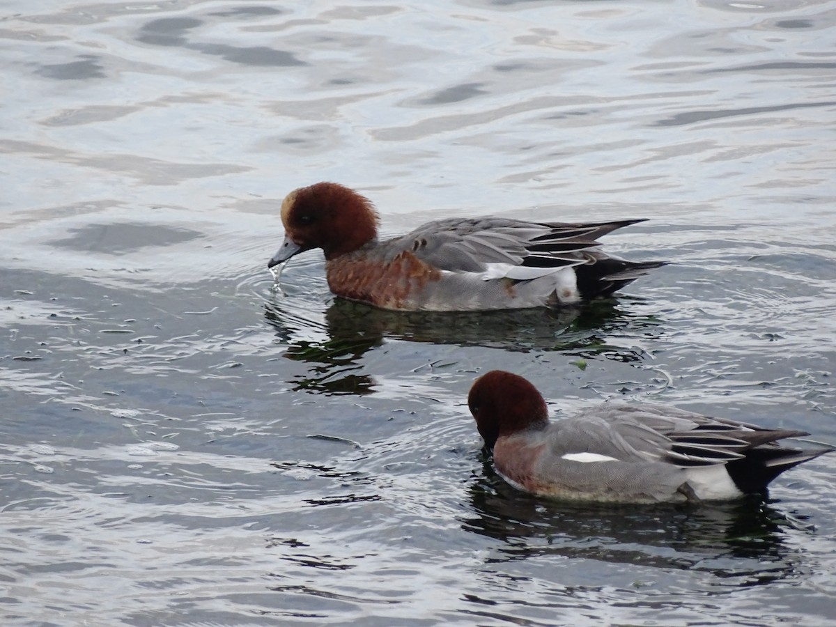 Pfeifente - ML646878125