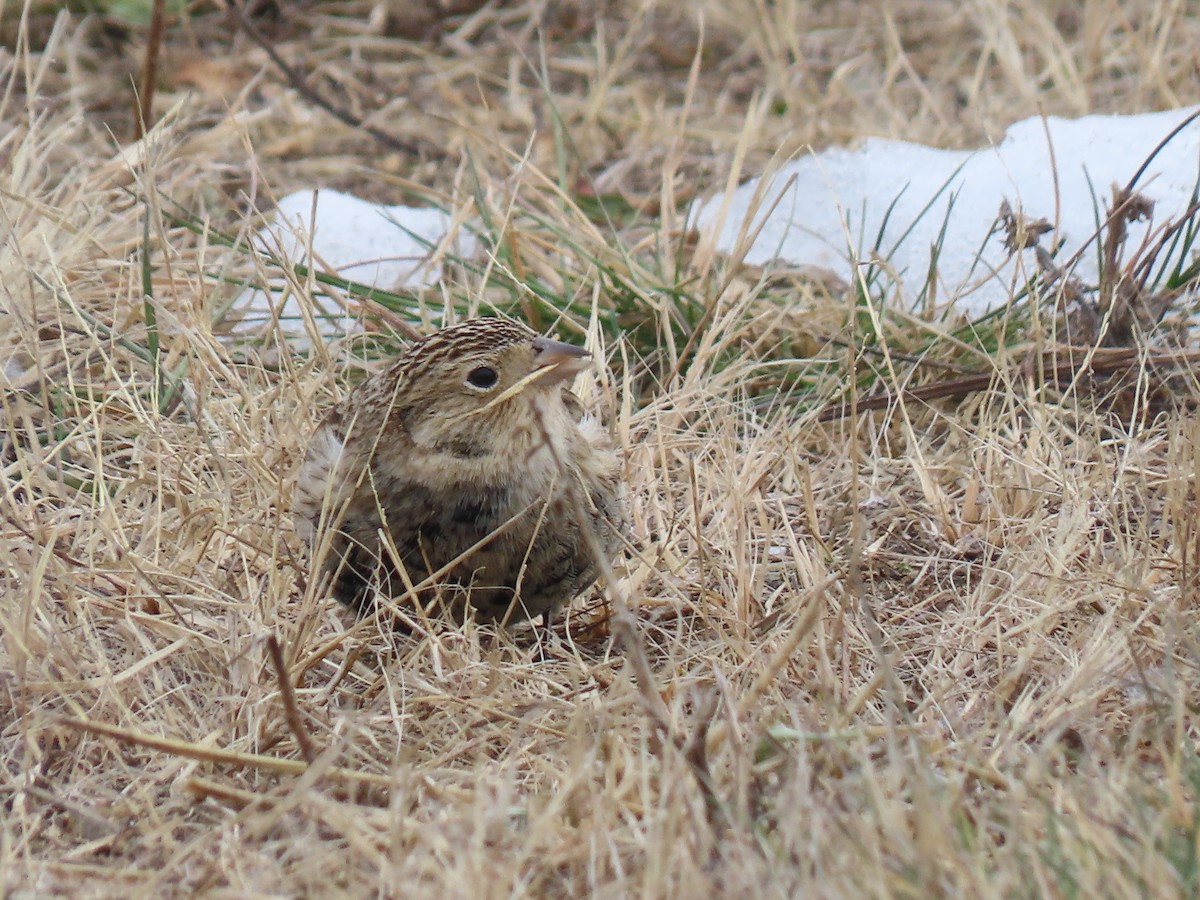 Подорожник чорногрудий - ML646878127
