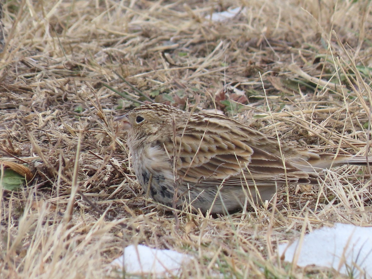 Подорожник чорногрудий - ML646878128