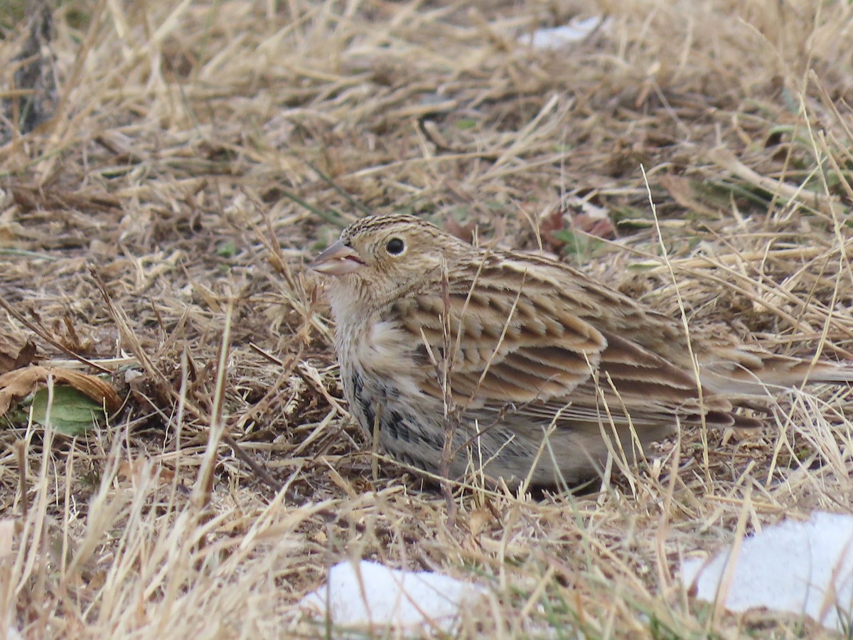 Подорожник чорногрудий - ML646878129
