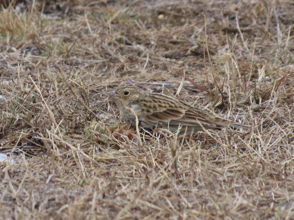 Подорожник чорногрудий - ML646878130