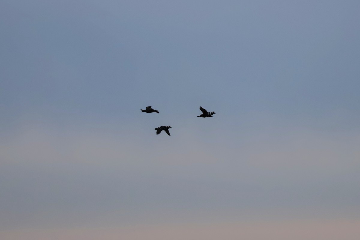 Kragenente - ML646878131