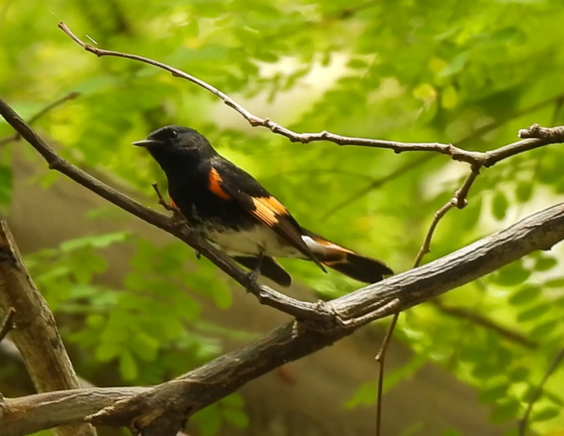 Rotschwanz-Waldsänger - ML646878132