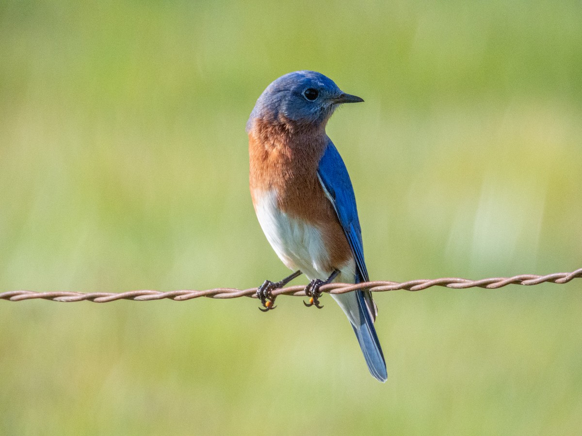 Rotkehl-Hüttensänger - ML646878136