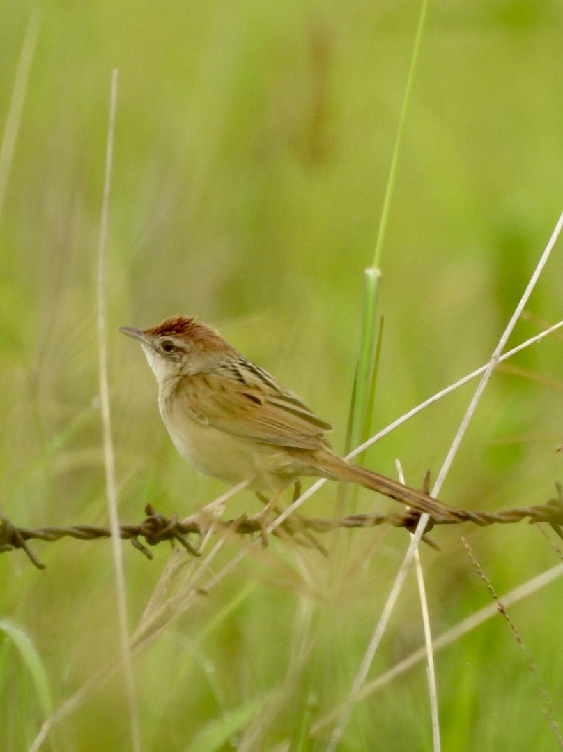 Rostkopf-Buschsänger - ML646878138