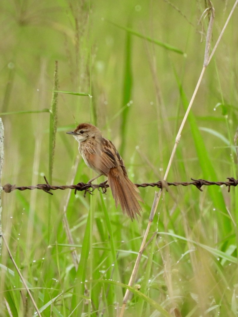 Rostkopf-Buschsänger - ML646878139